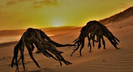 Reprodução/Facebook/Jan Vorster