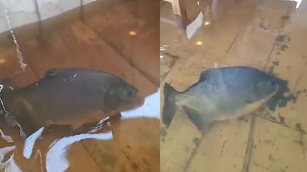 Reprodução/MontagemGD