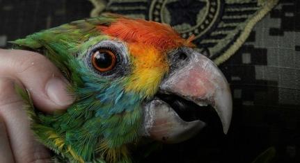 Polícia Militar Ambiental