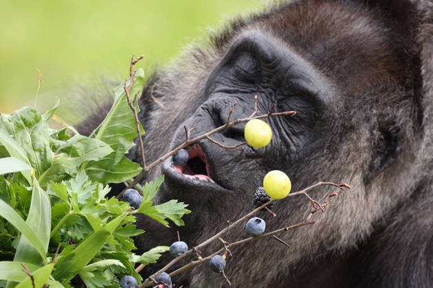 macaco feliz