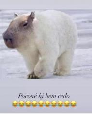 Capivara polar meme