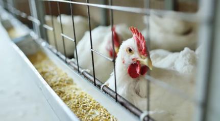 Kalinovskiy/ Getty Images