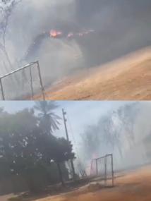 Reprodução