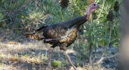 Reprodução/ Guy Churchward