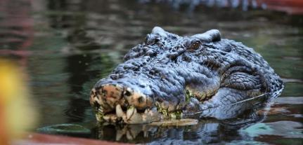 Habitat de Crocodilos Marineland Melanesia