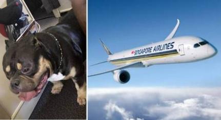 Divulgação/ Singapura Airlines