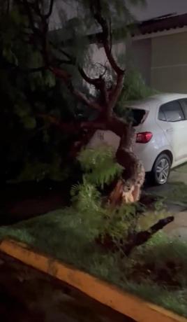 Queda de &aacute;rvore em Cuiab&aacute;