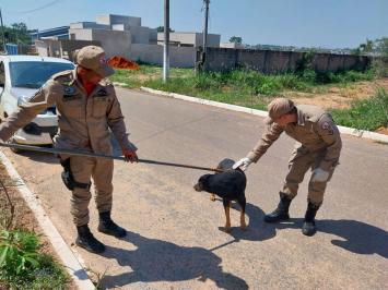 cachorro cai em fossa Alta Floresta