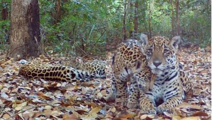 Reprodução Sesc Pantanal