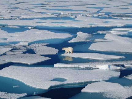 Adrienne Tivy / Universidade de Yale