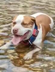 Cachorro morto por guarda 3