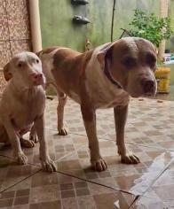 Cachorro morto por guarda 2