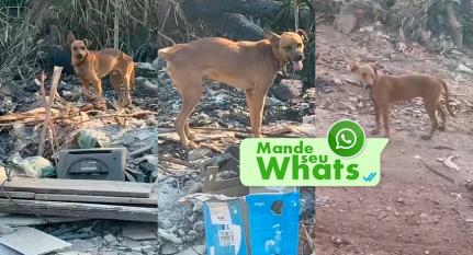 Montagem Gazeta Digital