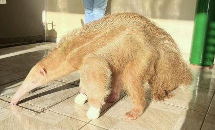 Veterinária Anjo da Guarda