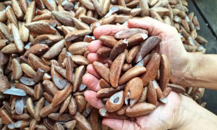 FIAN Brasil / Divulgação 