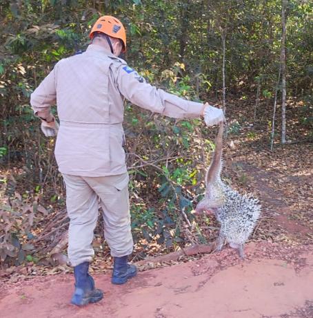 Ouri&ccedil;o resgatado em Primavera do Leste