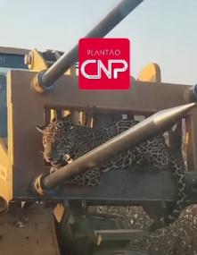 Plantão CNP