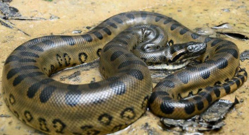 Reprodução/ Instituto Butantan