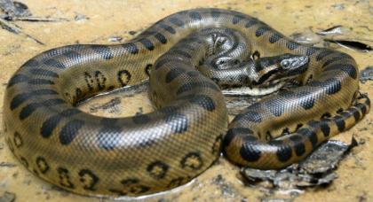 Reprodução/ Instituto Butantan