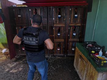 Galo utilizado em Rinhas em VG 