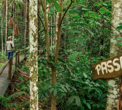 Divulgação/Jardim da Amazônia