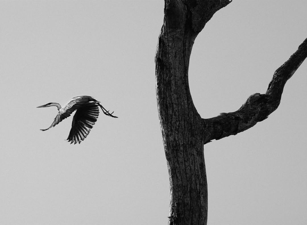 pantanal, 2011, sebastiao salgado