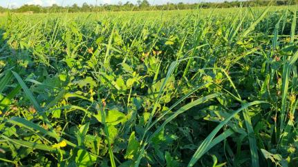 Divulgação/ Embrapa