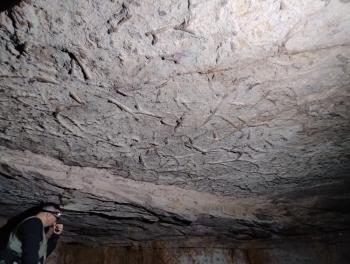 Caiubi Kuhn, pesquisa, f&oacute;sseis, paleontologia, descoberta, ufmt