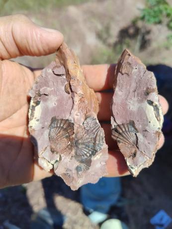 Caiubi Kuhn, pesquisa, f&oacute;sseis, paleontologia, descoberta, ufmt