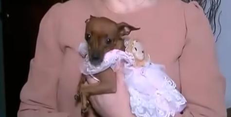 Puro ódio e tremedeira? Entenda o comportamento do pinscher | Gazeta ...