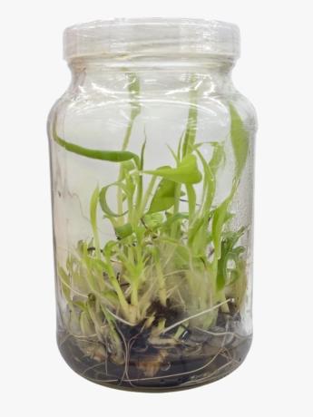 Bananeira BRS Terra Anã