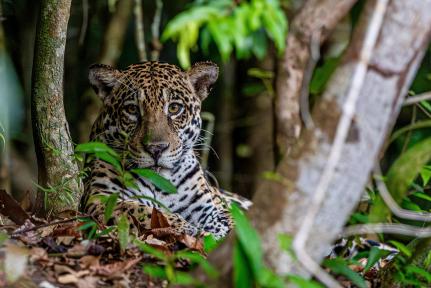 Lucas Eduardo Araújo Silva