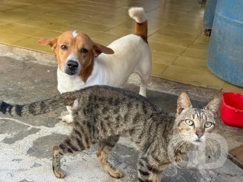 animais hortência 