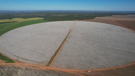 Assessoria Polato Sementes |