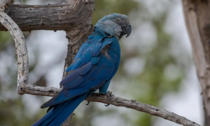 Divulgação/ ICMBio