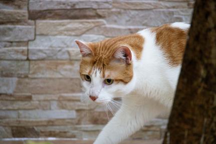 Diogo Paulos/Unsplash