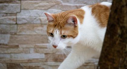 Diogo Paulos/Unsplash