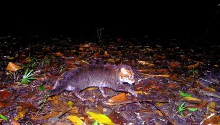 DNP/Panthera Thailand