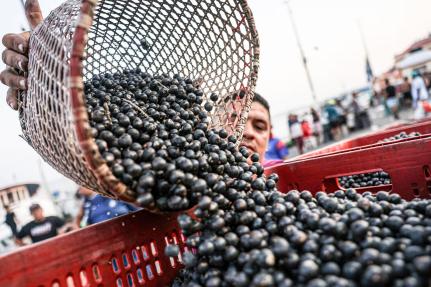 Marcelo Camargo/Agência Brasil - 13.10.2025