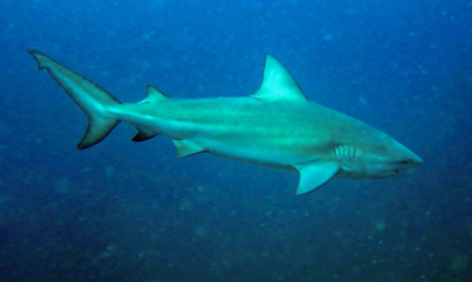 Reprodução/Chaloklum Diving