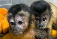 Lilian Medeiros Sorriso-MT