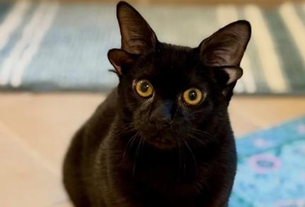 Reprodução\Instagram\phoebe_the_ch_kitty