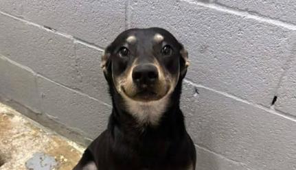 Reprodução/Facebook/Abrigo de Animais do Condado d