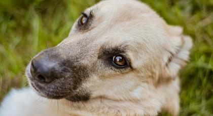 Divulgação / Thiago Yashik