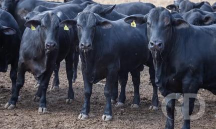 CNA/ Wenderson Araujo/Trilux