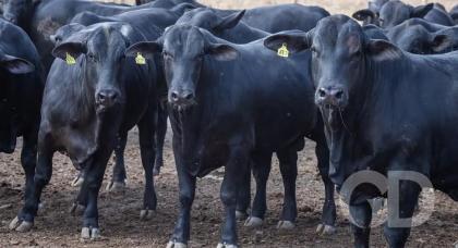 CNA/ Wenderson Araujo/Trilux