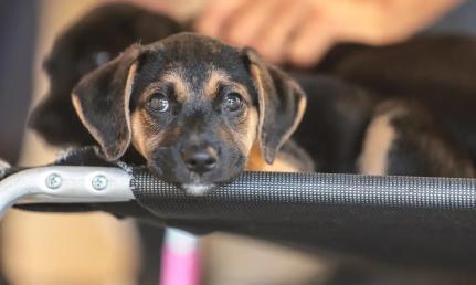 © Paulo Pinto/Agência Brasil