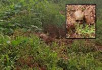 Reprodução/Araguaia Notícia