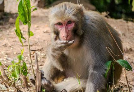 Rajesh S Balouria/Pexels 