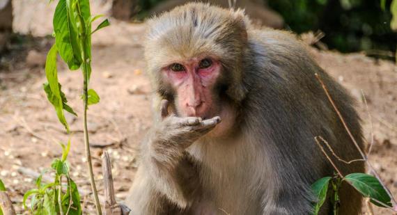 Rajesh S Balouria/Pexels 